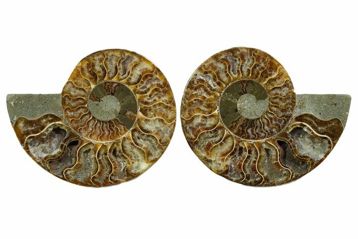 Cut & Polished, Agatized Ammonite Fossil - Madagascar #349001